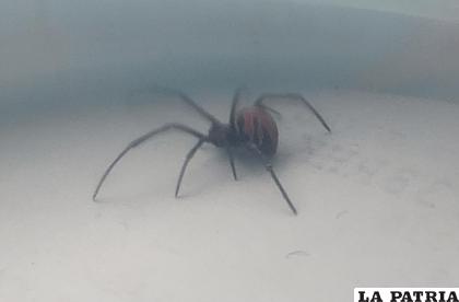 Una de las arañas atrapada por los vecinos /Vladimir Cáceres