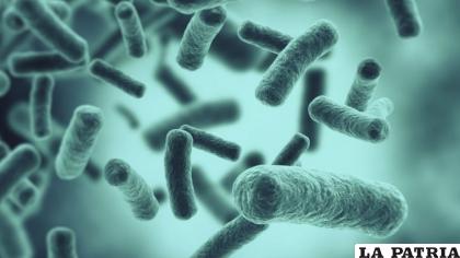 Estas bacterias pueden ser la solución ante la contaminación del agua /EL TIERRERO