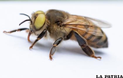 Este tipo de abejas se diferencian por el color de sus ojos /NATGEO