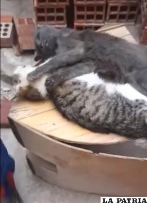 Cinco gatos murieron intoxicados /Captura de video