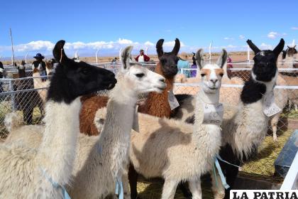 Oruro, La Paz, Potosí y Cochabamba son los departamentos productores de camélidos /LA PATRIA ARCHIVO