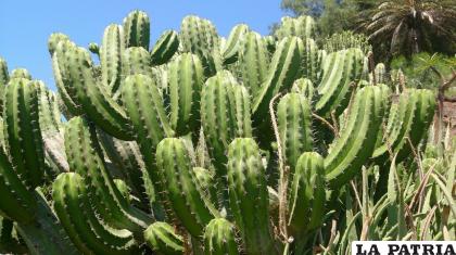 Los cactus son plantas que tienen espinas /TIPODE.NET