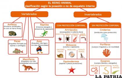 La clasificación del reino animal /MUNDO PRIMARIA