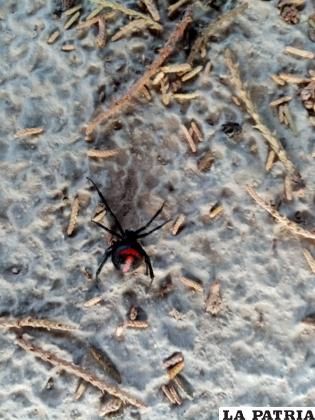 La viuda negra es un animal invertebrado /LA PATRIA