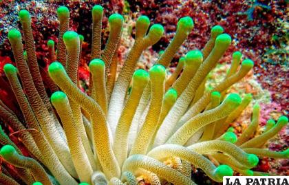 Los cnidarios son parte del reino animal /RENOVABLES VERDES
