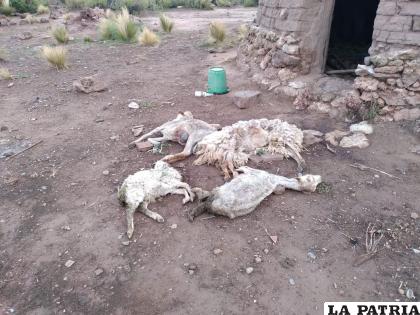 Ovejas aparecen muertas en Saucarí /Cortesía