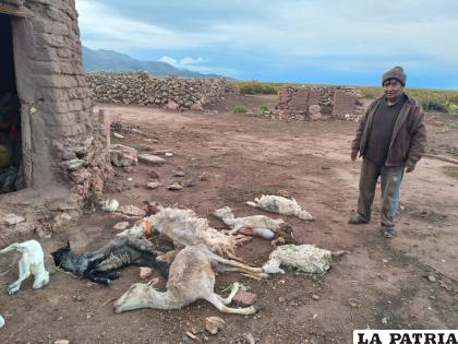 El ganado que murió con fasciola hepática fue sometido a pruebas de laboratorio /Cortesía