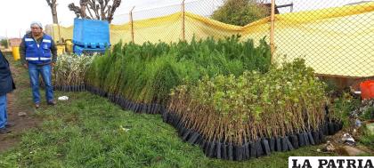 El viernes llegaron los arbolitos desde el Ministerio de Medio Ambiente /GAMO
