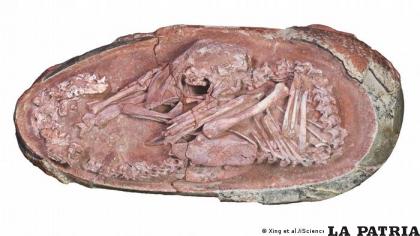 El embrión de dinosaurio encontrado en la China /DW
