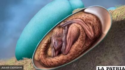 El dibujo del embrión / NATGEO
