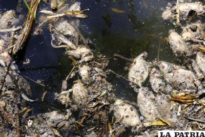 Peces muertos en descomposición flotan en el río Las Villas /Foto AP/Refugio Ruiz