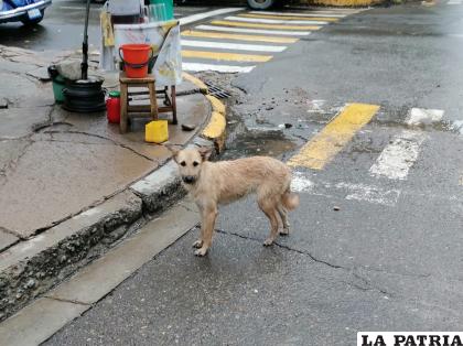 Mascotas en situación de calle sufren por las inclemencias del tiempo /LA PATRIA