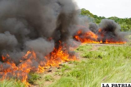 Fueron incineradas en el Norte de La Paz  /Viceministerio de Sustancias Controladas