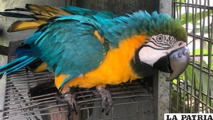 El guacamayo con el pico de titanio  /RT
