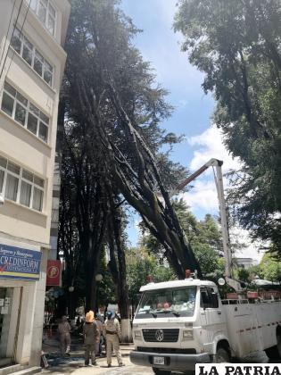 Árbol se inclina hacia un edificio /LA PATRIA