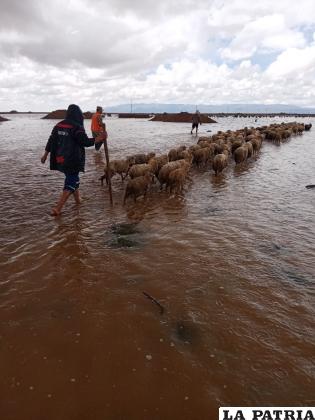 El ganado ovino fue llevado a zonas altas /GAMC