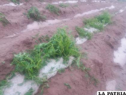 Se presume que un 70 por ciento de la producción agrícola fue afectada /GAMST