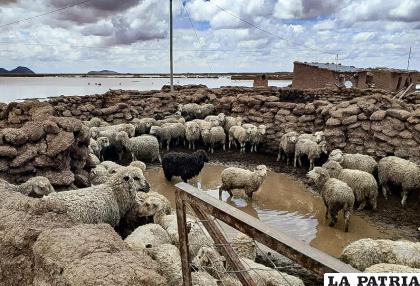 Al menos 3.200 cabezas de ganado ovino fueron atendidos /GAD-ORU