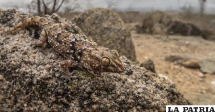 Una especie muy particular de gecko /Javier Lobón-Rovira
