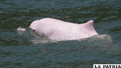 La contaminación acústica provoca que los animales marinos tengan problemas para buscar alimento y reproducirse /Reuters /Bobby Yip
