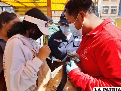 Animales rescatados reciben atención veterinaria /GAMO