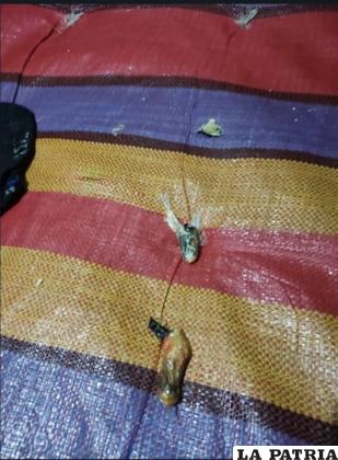 Una ??tragona? falleció en la carceleta luego de que explotará una capsula en su interior /LA PATRIA