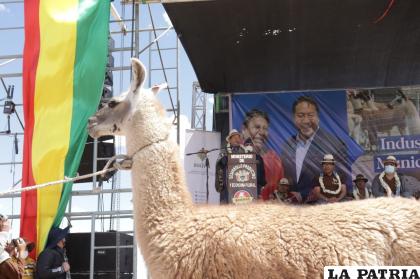 Oruro es el principal productor de camélidos a nivel nacional /LUCHO ARCE