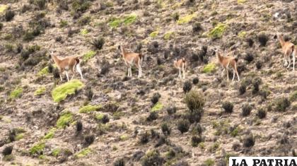 Los animales observados en la región entre Cotagaita y Tupiza /MMyA