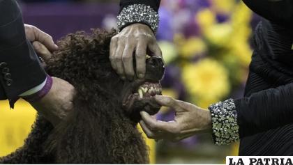 La periodontitis es la causa más habitual de enfermedad dental en los perros /REUTERS