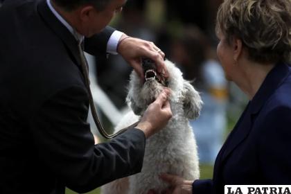 La prevención basada en una adecuada higiene bucodental es algo fundamental para el estado de salud de cualquier animal /REUTERS