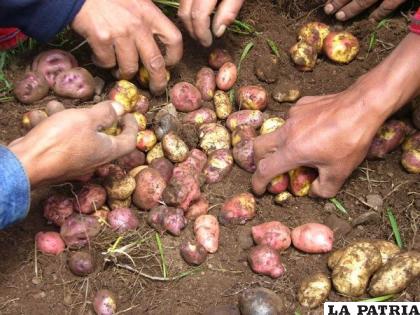 La producción de papa es una de las actividades más importantes de la comunidad /pub.eldiario.net