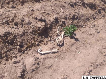 El comunario halló el cráneo cuando trabajaba en su terreno
 /LA PATRIA