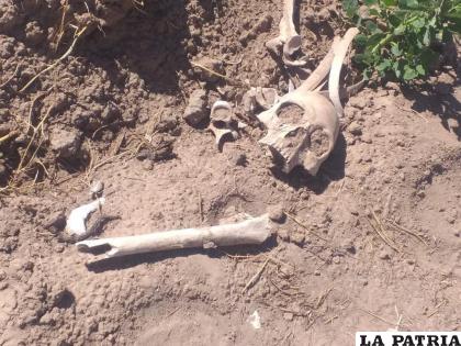 El comunario halló el cráneo cuando trabajaba en su terreno
 /LA PATRIA