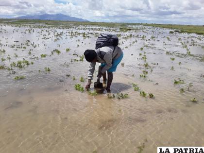 Por desbordes de rio se perdieron sembradíos 

