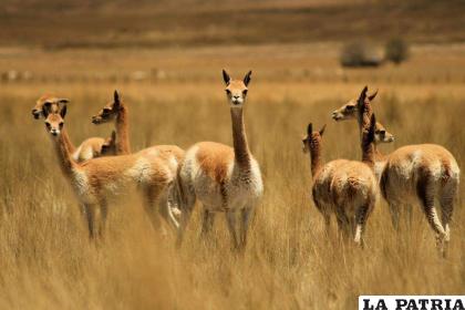 La vicuña habita las tierras altas bolivianas / RRSS