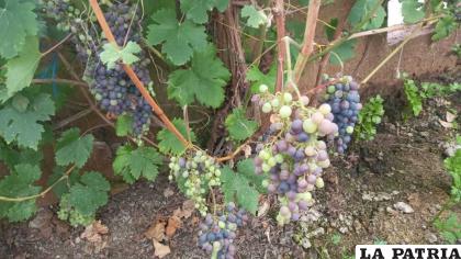 La familia Pinaya es una de las que emprendió con la producción de uva en Collpaña / FIDES