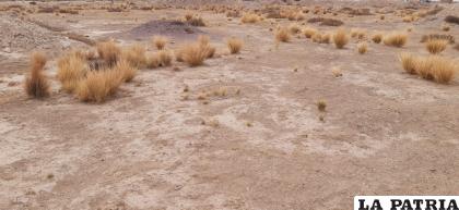 La falta de lluvias constantes continúa preocupando a los productores 
/LA PATRIA