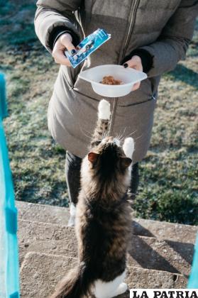 Alimentos ricos en proteína ayudan a disminuir el deseo de caza de los gatos / Pexels BIOIKA
