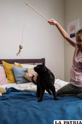 Con el juego, los gatos liberan energía y disminuye su deseo de cazar /Pexels BIOIKA