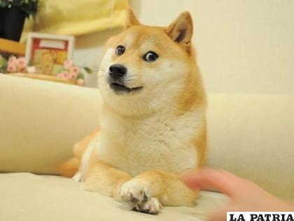 Kabosu tomó relevancia en el internet por su mirada de reojo y se convirtió en uno de los memes más virales /Instagram @kabosumama
