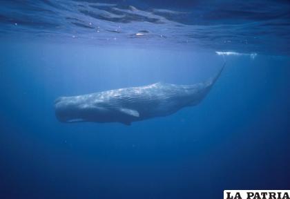 Sus cabezas son enormes / Flip Nicklin, Nat Geo Image Collection
