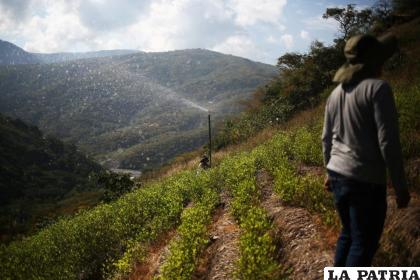 Productores de hojas de coca trabajan en un sembrado en Coripata /EFE