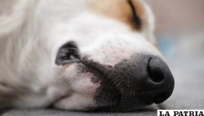 Los cachorritos que tenía en su vientre perdieron la vida cuando el corazón de su mamá perruna dejó de latir/Referencial