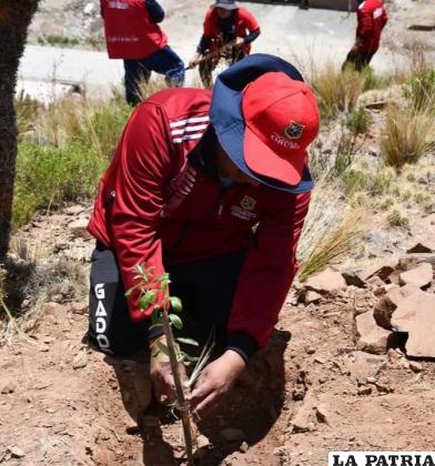 Inicia el sembrado de especies nativas /GADOR