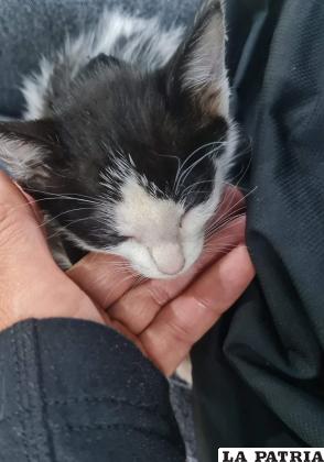 El felino espera ser adoptado en las próximas horas /Claudia Martínez