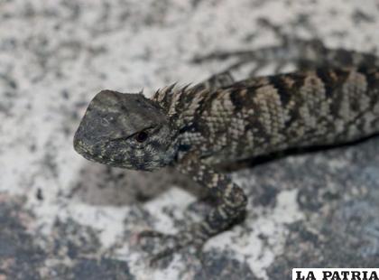 La nueva especie de iguana, â€˜Calotes wangiâ€™, descubierta en China /Huang et al.