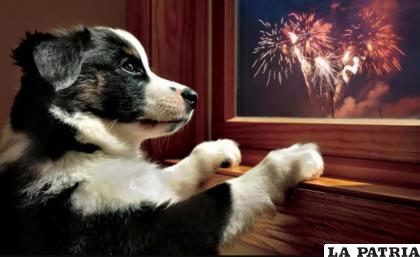 En fiestas de fin de año se suele usar mucha pirotecnia /Mexico Pet Friendly