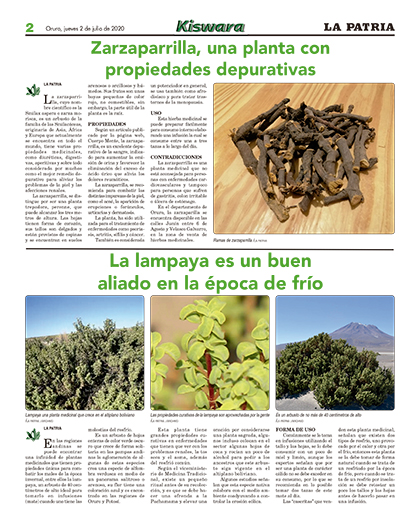 Zarzaparrilla, una planta con propiedades depurativas - Periódico La (Oruro - Bolivia)