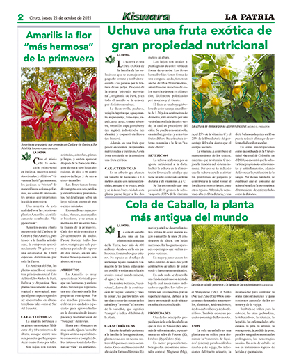 Amarilis la flor “más hermosa” de la primavera - Periódico La Patria (Oruro  - Bolivia)